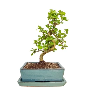 Fukien Tea Tree Inc Tray 34cm