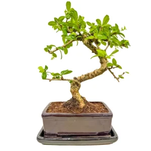 Beautiful Fukien Tea Tree Inc Tray 32cm