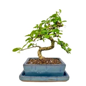 Stylish Fukien Tea Tree 27cm