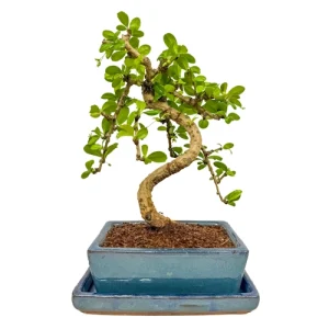 Lush Fukien Tea Tree 31cm Inc Tray