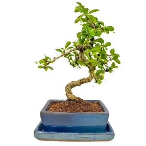 Fukien Tea Tree Inc Tray 33cm