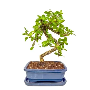Fukien Tea Tree 28cm Inc Tray
