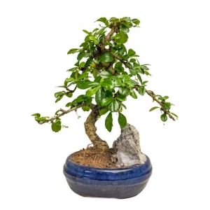 Fukien Tea Tree Rock Feature 30cm