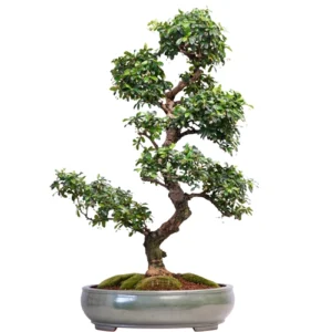 Fukien Tea Tree Care Guide