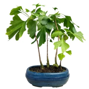 Full Ginkgo Biloba 40cm