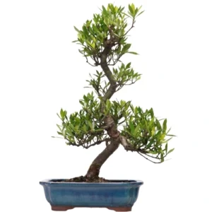Gardenia Bonsai Care Guide