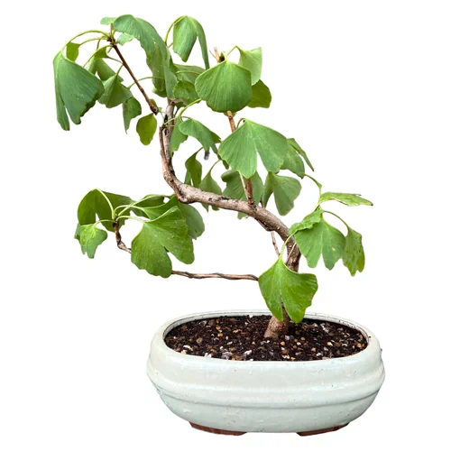 melaleuca alternifolia bonsai Melaleuca Alternifolia 'Shining Arrow' main image 1