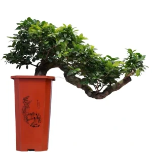 Ginseng Bonsai Care Guide