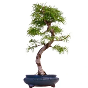 Golden Larch Bonsai Care Guide