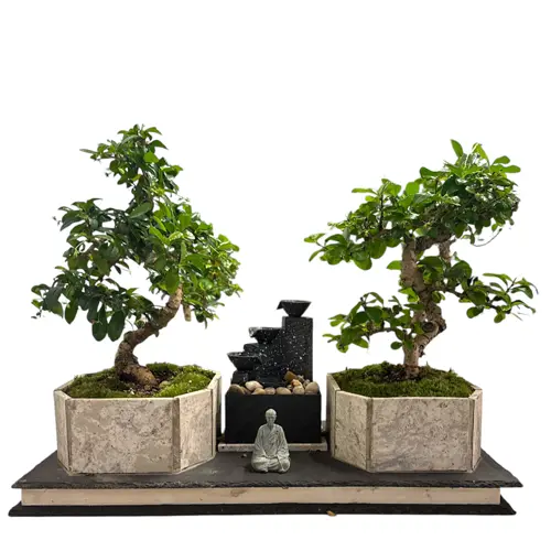 decorative bonsai Bonsai Premna Microphylla Sancang – Okanoka main image 1