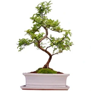 Japanese Pepper Bonsai Care Guide