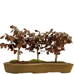 Chinese Fringe Flower Bonsai Care Guide