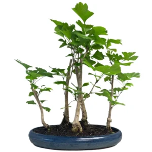 Lush Ginkgo Biloba 53cm