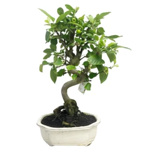 Malus Domestica - Crab Apple 48cm