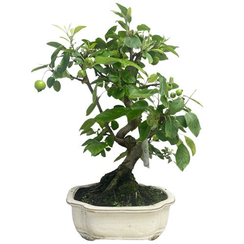 Meaning of Bonsai: Symbolism, History, and What Bonsai Represents - Miyagi  Bonsai