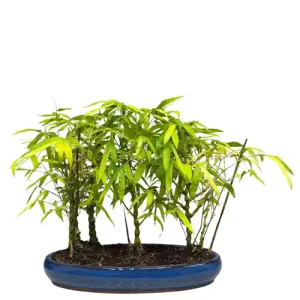 Buddha Belly Bamboo Care Guide