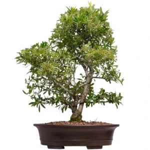 Firethorn Bonsai Care Guide
