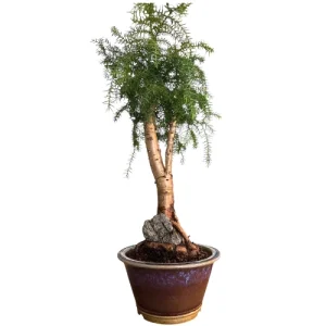 Rare Araucaria Cunninghamii 62cm