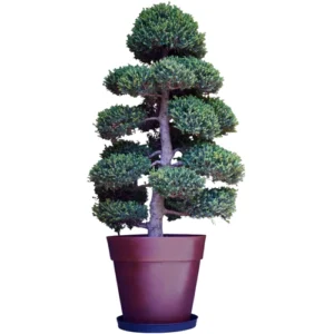 Special Japanese Holly 238cm