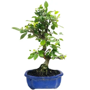 Special Malus Domestica - Crab Apple 49cm