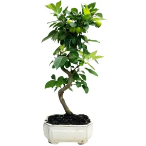 Stylish Malus Domestica - Crab Apple 50cm