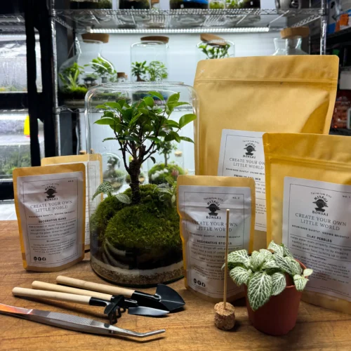 Terrarium Banyan Ficus Kit H: 30cm