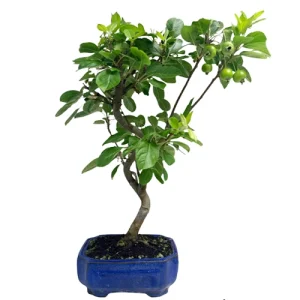 Malus Domestica- Crab Apple 50cm