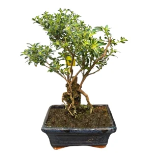 Variegated Serissa Bonsai Care Guide
