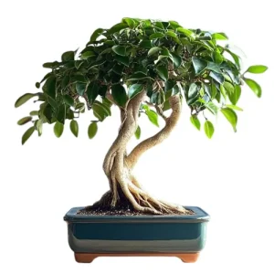 Weeping Fig Bonsai Care Guide