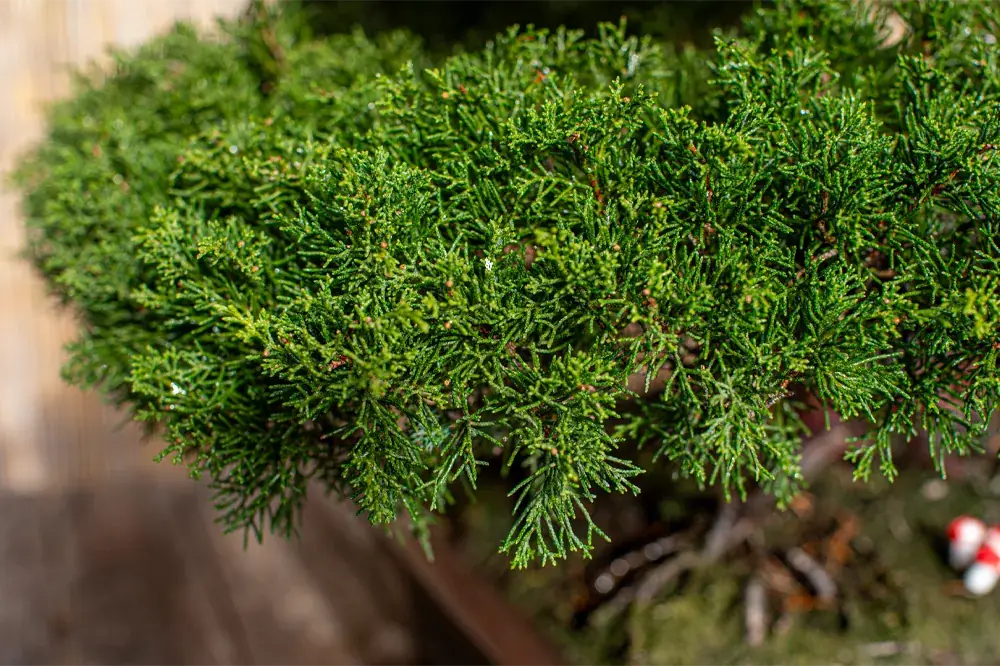 Close-up of dense, dark green foliage on a juniper bonsai