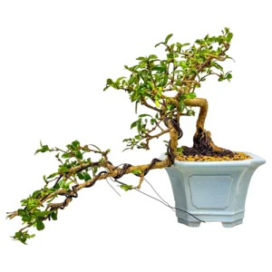Cascading Fukien Tea Tree 42cm
