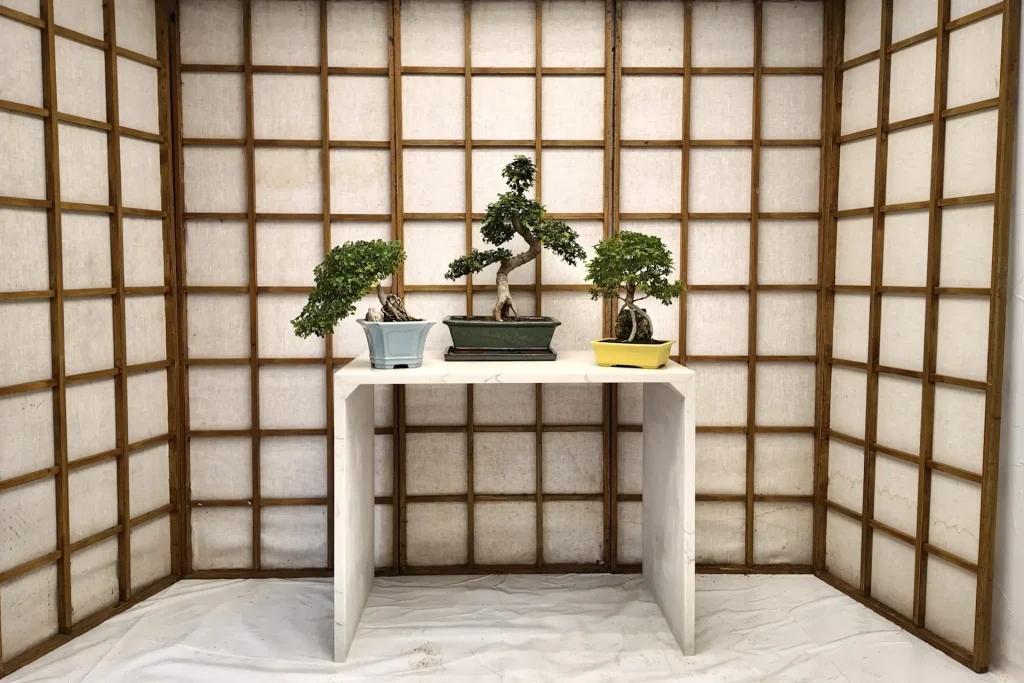 Display of three Chinese elm bonsai of different shapes and styles on a white table