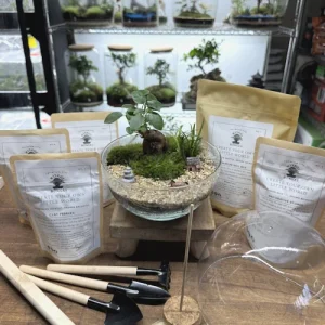 Egg Closed - Ginseng Kit