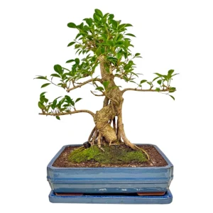 Mature Ficus Inc Tray 60cm
