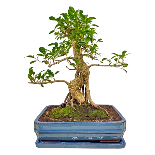 Mature Ficus Inc Tray 60cm