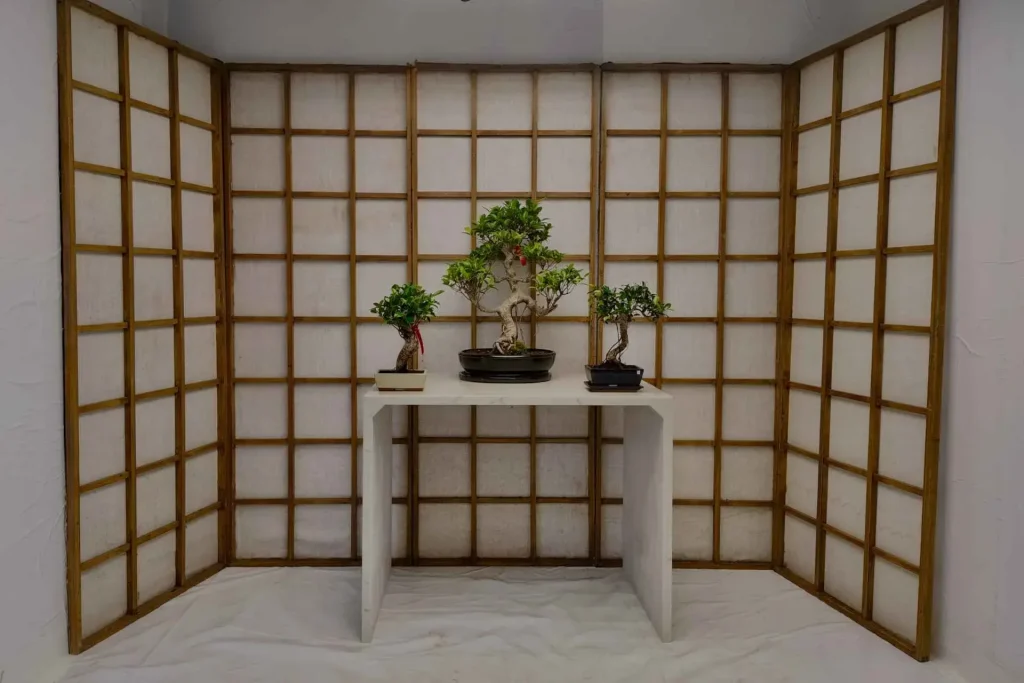 Three ficus bonsai on a marble table indoors, in front of a screen, each with a different shape, size and pot