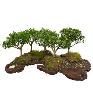 Emerald Grove Japanese Holly 30cm