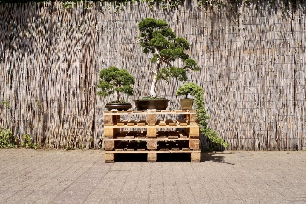 japanischer bonsai topf Wazakura Japanischer rustikaler halbmondförmiger Bonsai-Topf 4,7