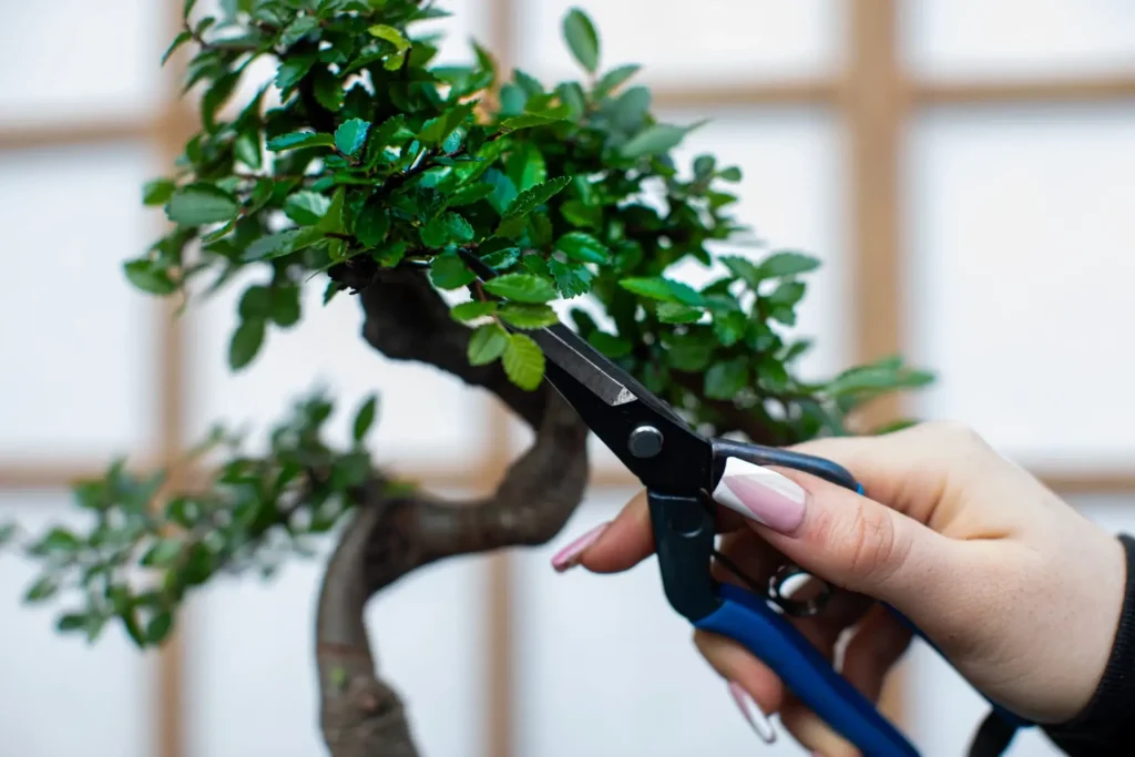 Should You Defoliate Bonsai in Spring? | Timing & Species Guide - Miyagi  Bonsai