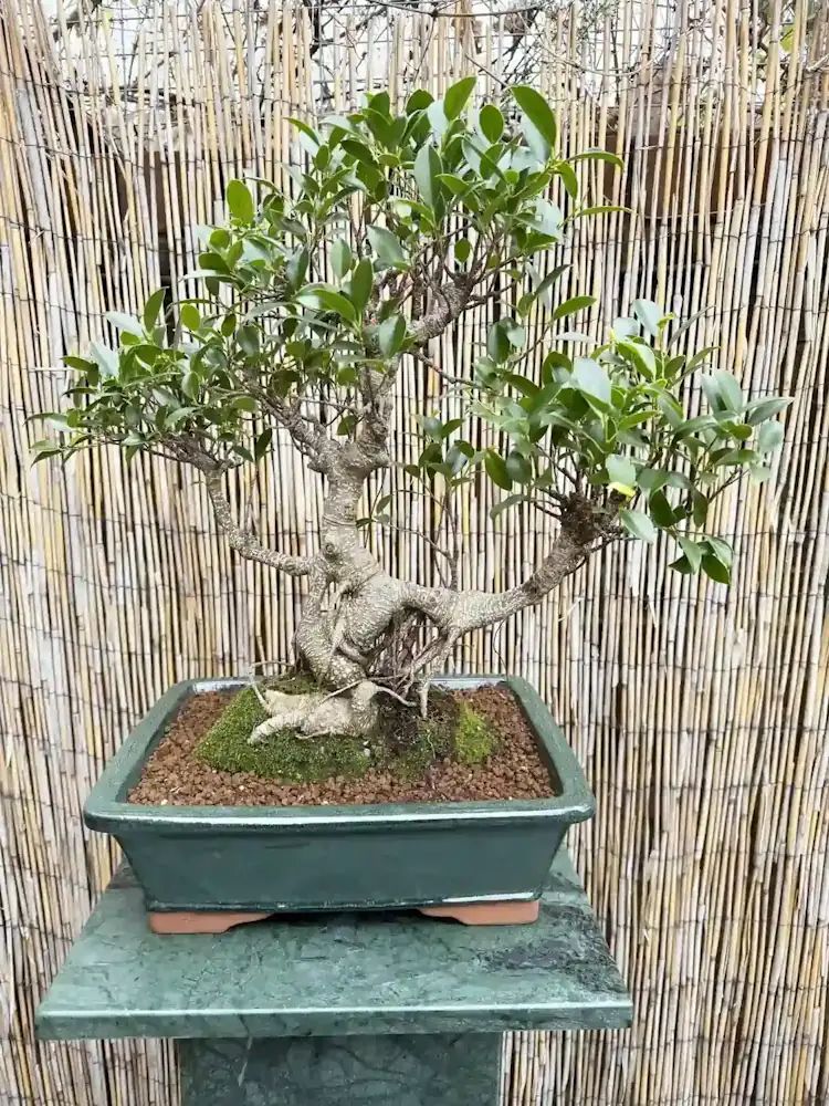 How Long Does a Bonsai Tree Take to Grow? Timelines Explained - Miyagi  Bonsai