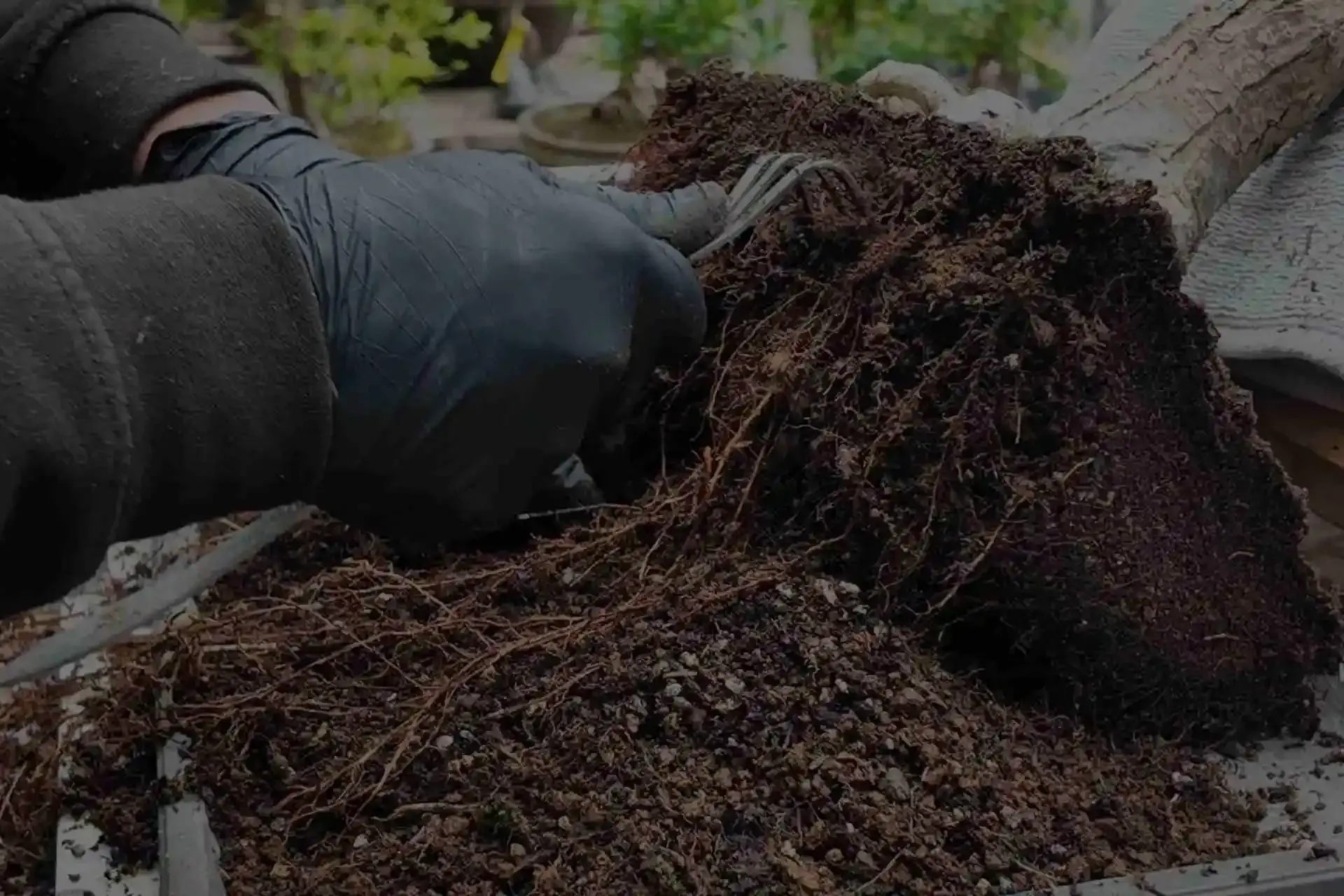 How to Repot a Bonsai Tree (Step-by-Step Guide) - Miyagi Bonsai