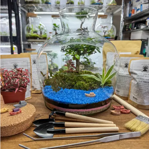 Terrarium XL Fukien Tea Tree