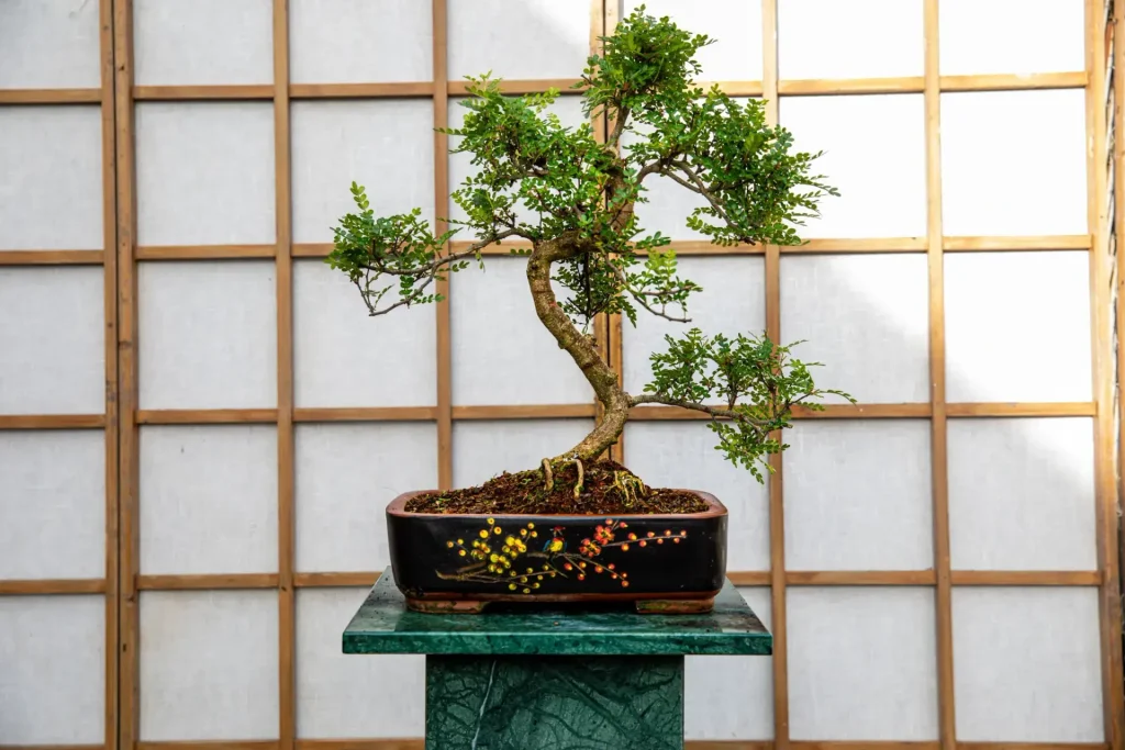 Japanese pepper tree bonsai with pronounced S-shaped trunk, atop a display stand in the shade