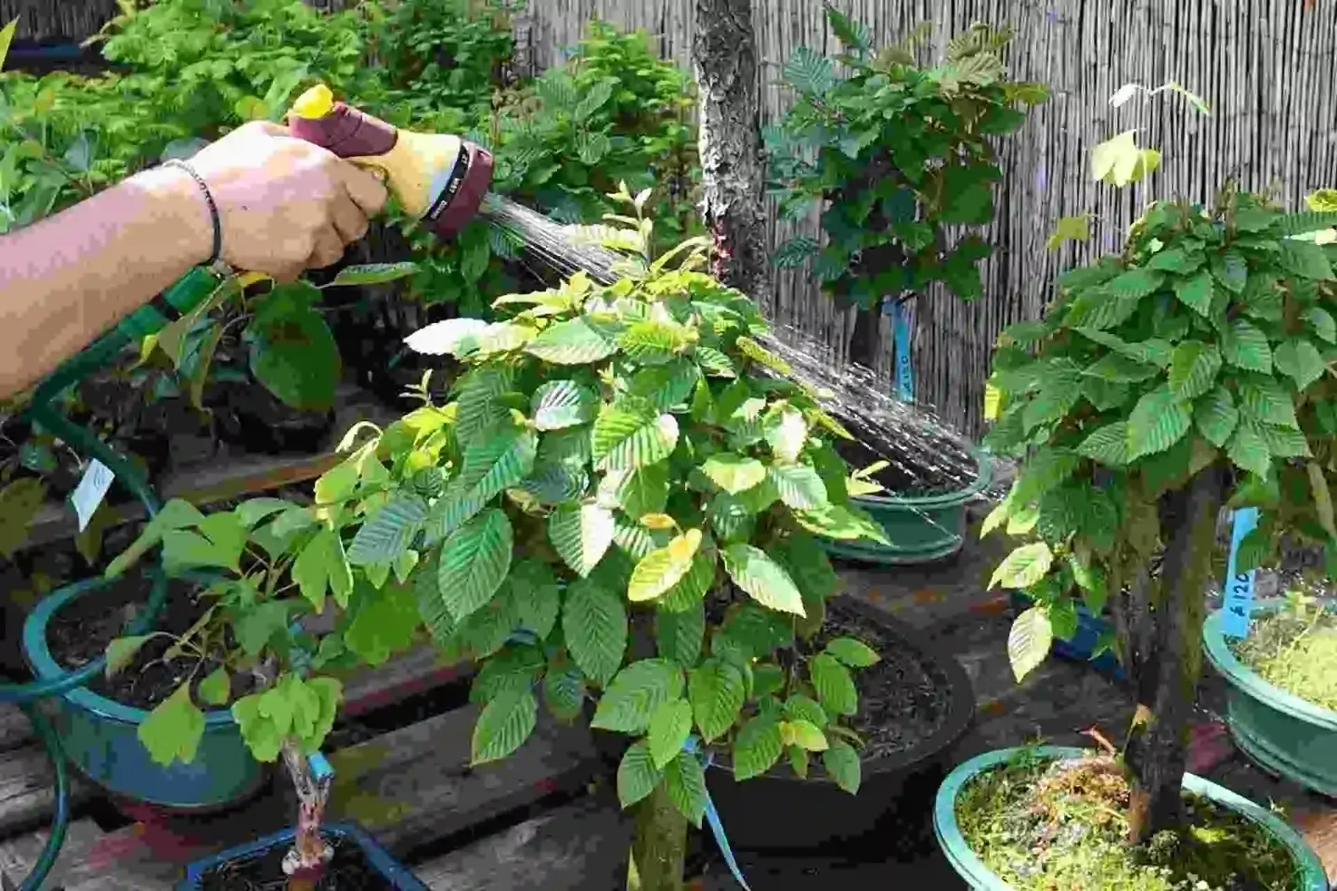 Best Way to Water a Bonsai Tree: Proper Techniques Explained - Miyagi Bonsai