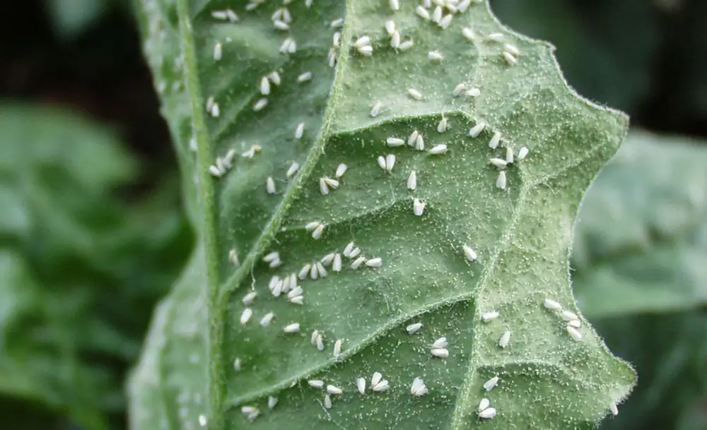White Flies