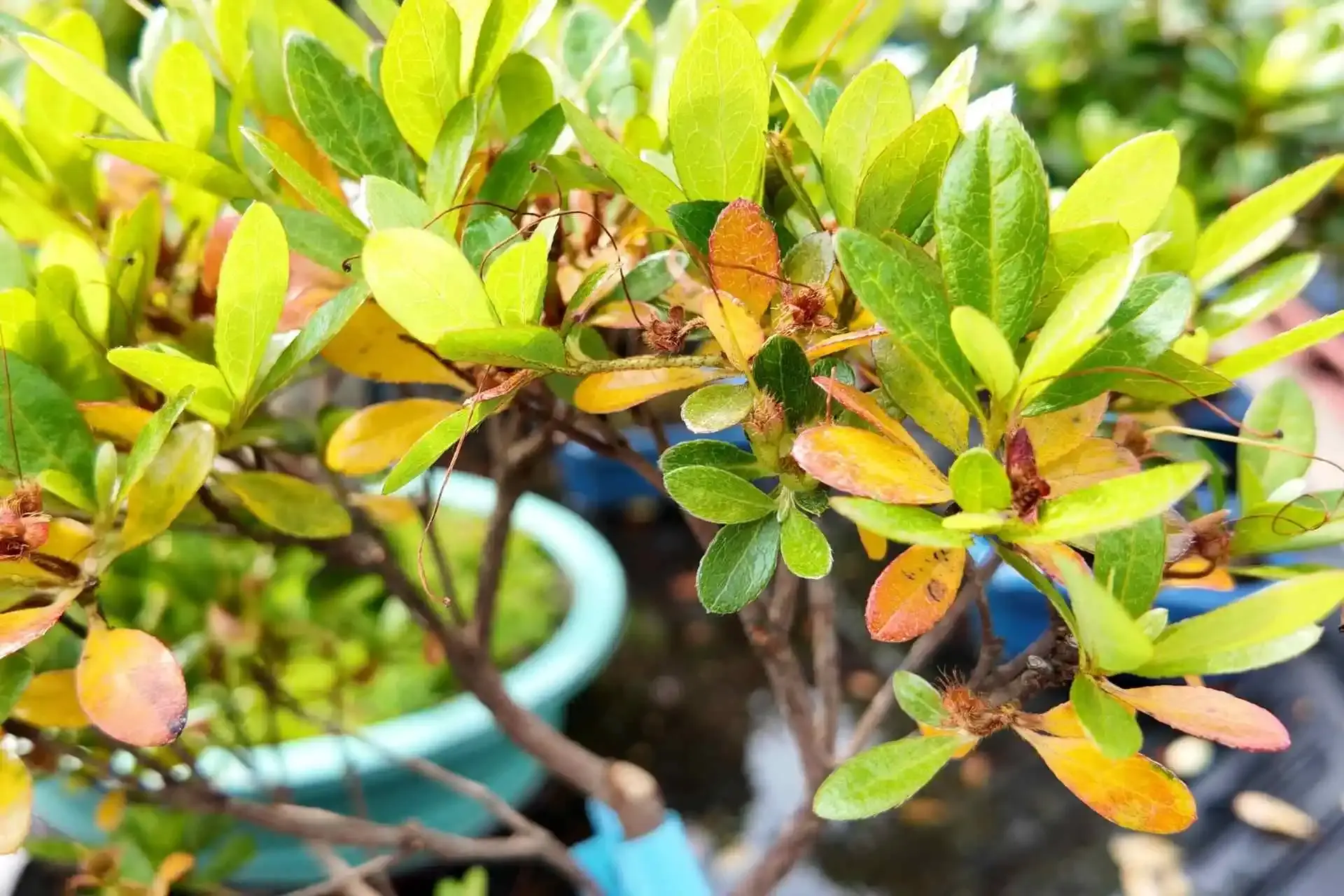 Why Is My Bonsai Tree Turning Brown? Causes & Fixes - Miyagi Bonsai