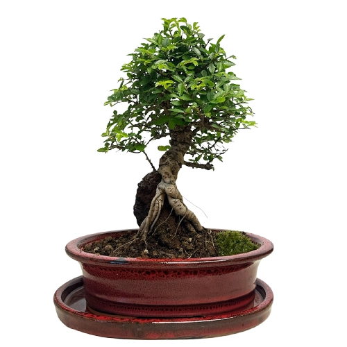 Broom Chinese Elm Inc Tray 34cm