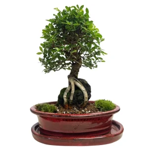 Chinese Elm Inc Tray 33cm