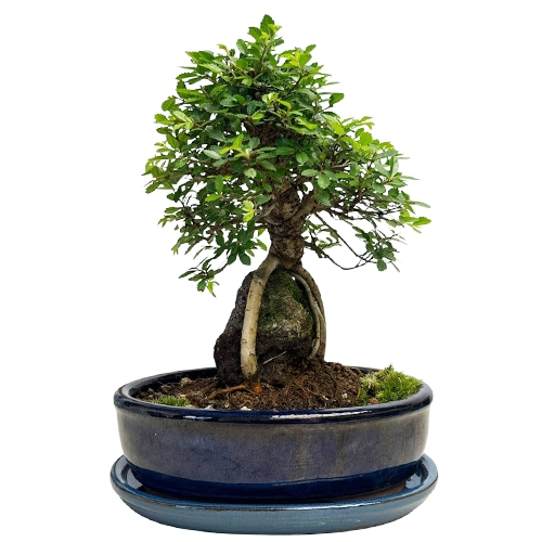 Rock Feature Chinese Elm 31cm Inc Tray