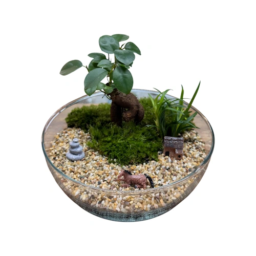 Egg-shaped terrarium with ginseng bonsai centrepiece surrounded by moss and ornaments